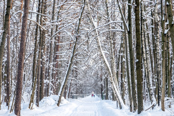 Winter in Timiriazevskij Park full of snow