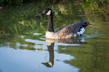 Canada goose in water (Branta Canadensis)