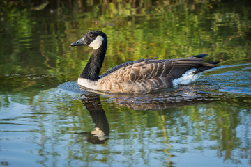 Canada goose (Branta Canadensis) in water