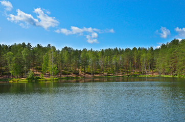 Pines on lake