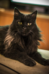 Portrait of a beautifull black cat