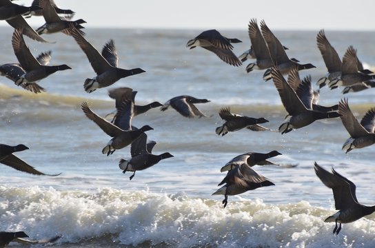 Oies Bernaches Cravant