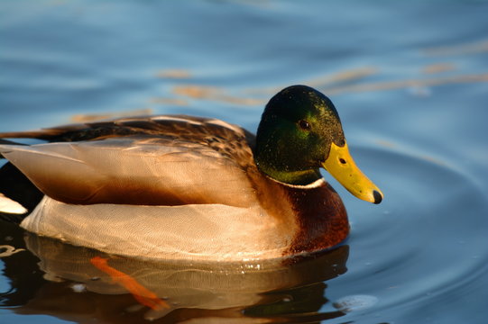 Duck on a river. Close up. Feather texture.