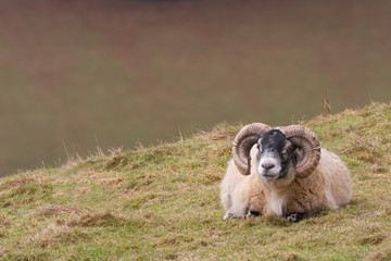 sheep resting on hill