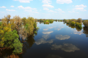 Naklejka na ściany i meble Blue sky with heap clouds reflecting in the flooded river overgrown by the lush inundated forest in May