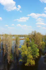 Flooded river overgrown by the lush inundated forest in May