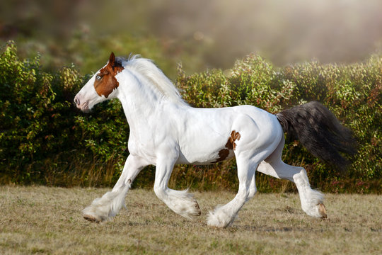 American pinto horse running on the field in summer background
