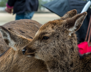 Young wild deer in the town of Miyajima Japan