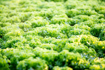 Crisp Head or Salad lettuce vegetable garden growing in the rural farm