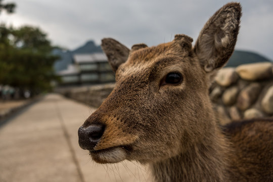 Wild deer in the town of Miyajima Japan