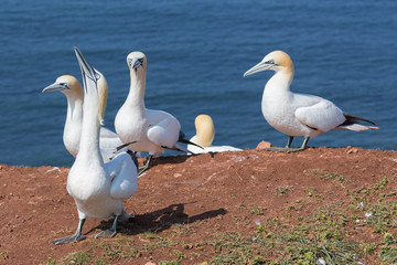 Northern gannets in breeding colony at cliffs of Helgoland island, Germany