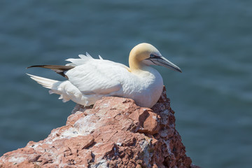 Northern Gannet Morus bassanus at the Island Helgoland, Germany