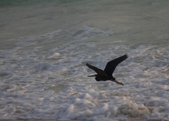Black bird flying at a beach in Zanzibar, Tanzania (Africa)