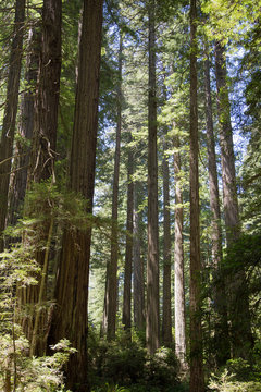 Oregon Redwoods 