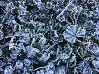Frozen grass in the early morning