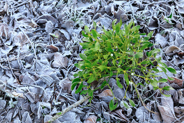 forsted leaves with mistletoe - frozen land