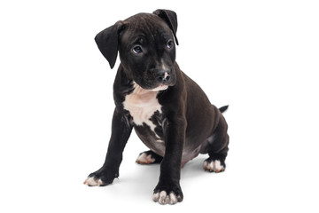 Staffordshire Terrier puppy