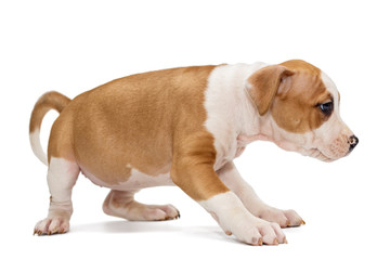 Puppy Staffordshire Terrier