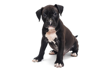Puppy Staffordshire Terrier