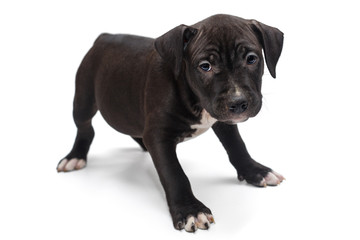 Staffordshire Terrier puppy