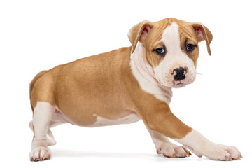 Puppy Staffordshire Terrier