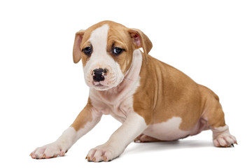 Puppy Staffordshire Terrier