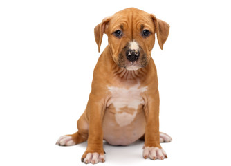 Puppy Staffordshire Terrier