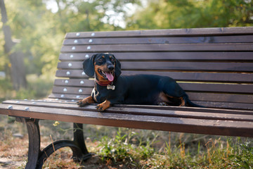 dachshund  on the bench