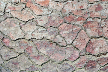 Brown tree bark, background, texture