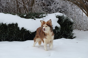 Husky im Schnee