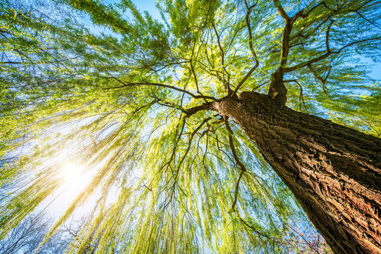 Echte Trauerweide im Fr&uuml;hling bei Sonnenschein