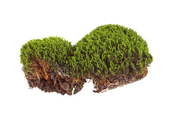 Moss on a white background