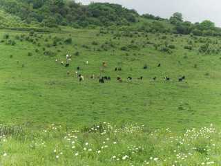 Sprig time at countryside