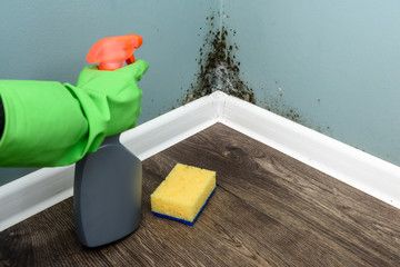 Spray bottle and sponge near black mould wall. House cleaning concept