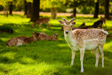 Naklejka na ściany i meble Young baby deer in Richmond nature reserve outdoor Park in London UK. Pictures of wildlife mammal animals in wild nature forest