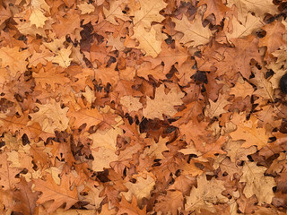 Nasses Laub im Herbst am Waldboden
