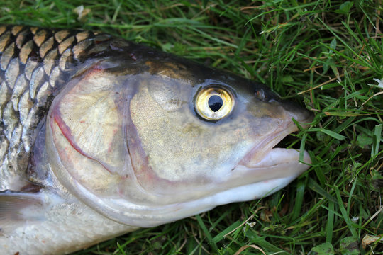 Close-ups on the head of a huge chub caught in a river