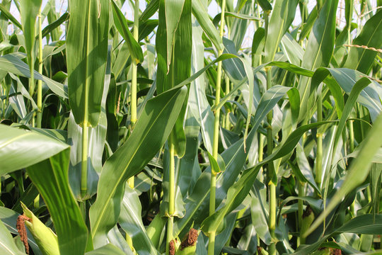 A close-up of a thicket of corn stalks and leaves