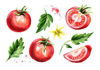 Rip tomatoes set. Watercolor hand drawn illustration, isolated on white background