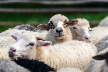 Herd of sheeps on mountains farm closeup.