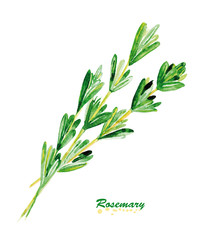 Watercolor twig of rosemary.
