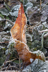 Rime covered dried leaf
