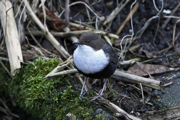 White-throated dipper (Cinclus cinclus)
