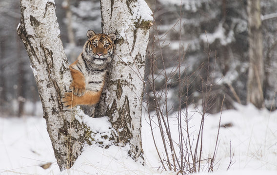 Siberian tiger, Panthera tigris altaica, male with snow in fur. Tiger Usurian in a wild winter landscape. Attacking predator in action. 