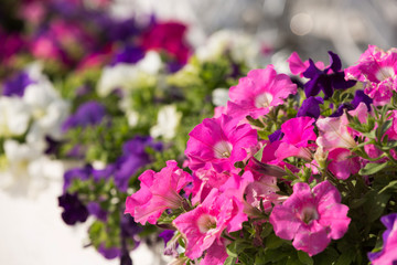 flowers of white and pink petunias outdoors in a flowerbed - obrazy, fototapety, plakaty