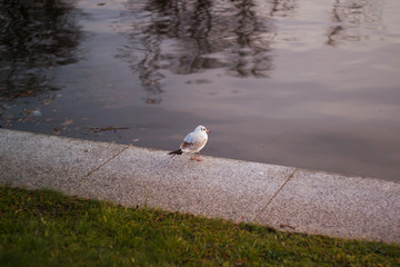 funny and cute seagull