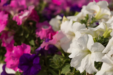 flowers of white and pink petunias outdoors in a flowerbed