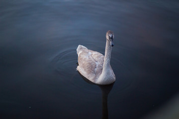 beautiful swan on the lake