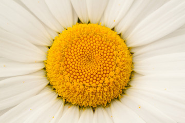 beautiful flower of decorative camomile, macro