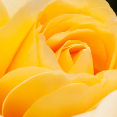 beautiful yellow rose flower
